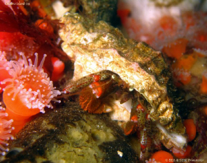 Hermit crab. Last picture for this year, merry christmas ... by Bea & Stef Primatesta 